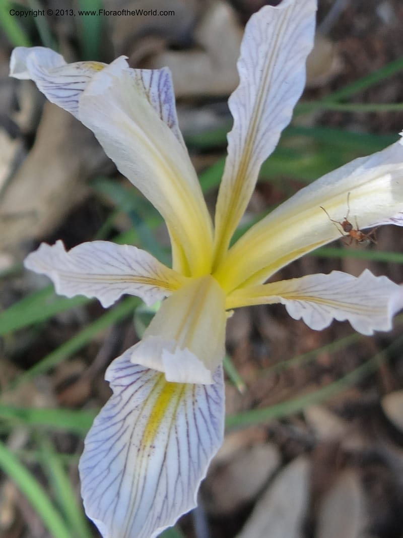 Iris tenuissima, Davidson, C 12132--Calif. Nevada Co. 19 Apr 2013. DSC03196 (7).JPG