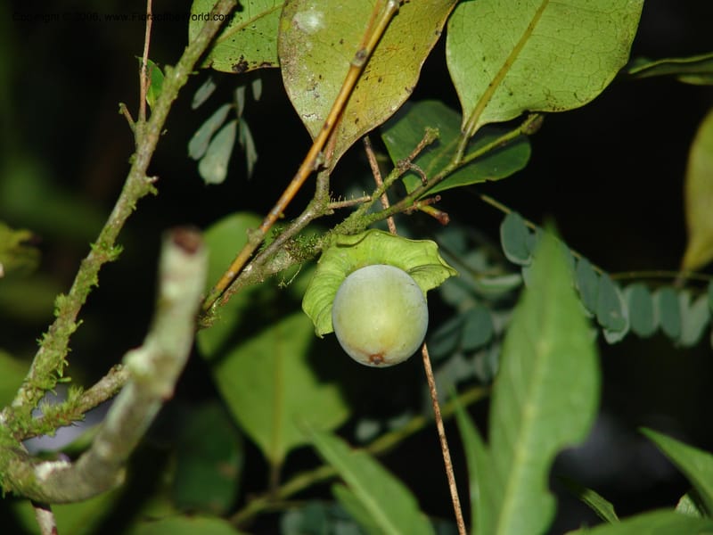 Diospyros, RRanaivojaona1322--Madag. Prov. Fianar. Ranomafana Nat. Pk. 10 Jan 06. 392.jpg