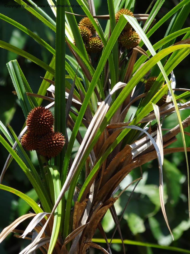 Spiny spherical fruiting heads among long linear leaves