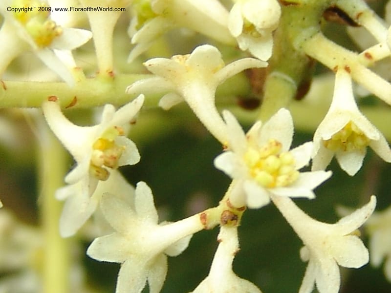 Nectandra, DNeill15914--Ecuador. Prv. Zam. Ch. C del Condor. Wawaime plot. 22 Sep 07. 385.jpg