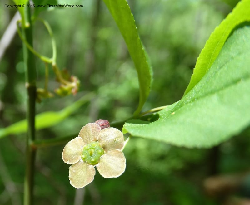 Euonymus obovatus, Davidson, C 12987--North Carolina. Clay Co. Perry Gap Rd, Barnard's Cr. 13 May 2015. DSC04860 (229).JPG