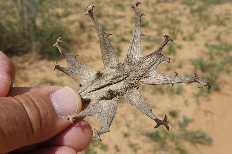 Harpagophytum procumbems, L. Nanyeni 1250--Namibia. Eningu Clayhouse Lodge, no. 2. 27 Mar 2018. DSC03756 (45).JPG