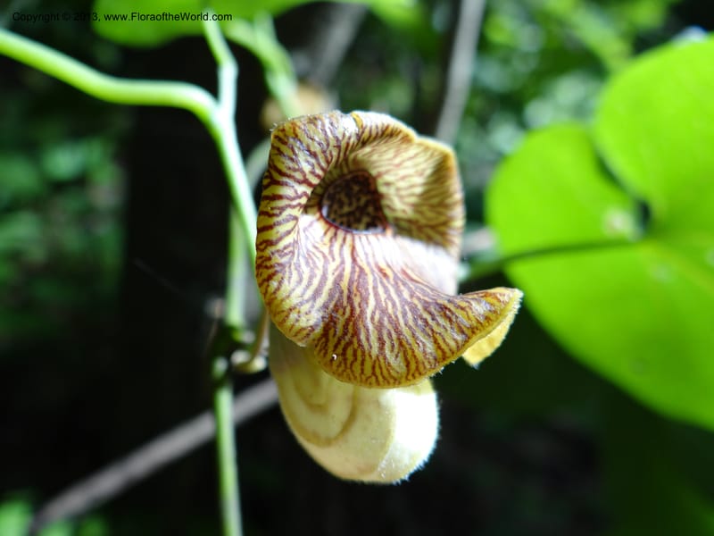 Aristolochia, Li Pan 1205292--China. Zhejiang Prov. Tian Mu Shan. 29 May 2012. DSC00348 (151).JPG