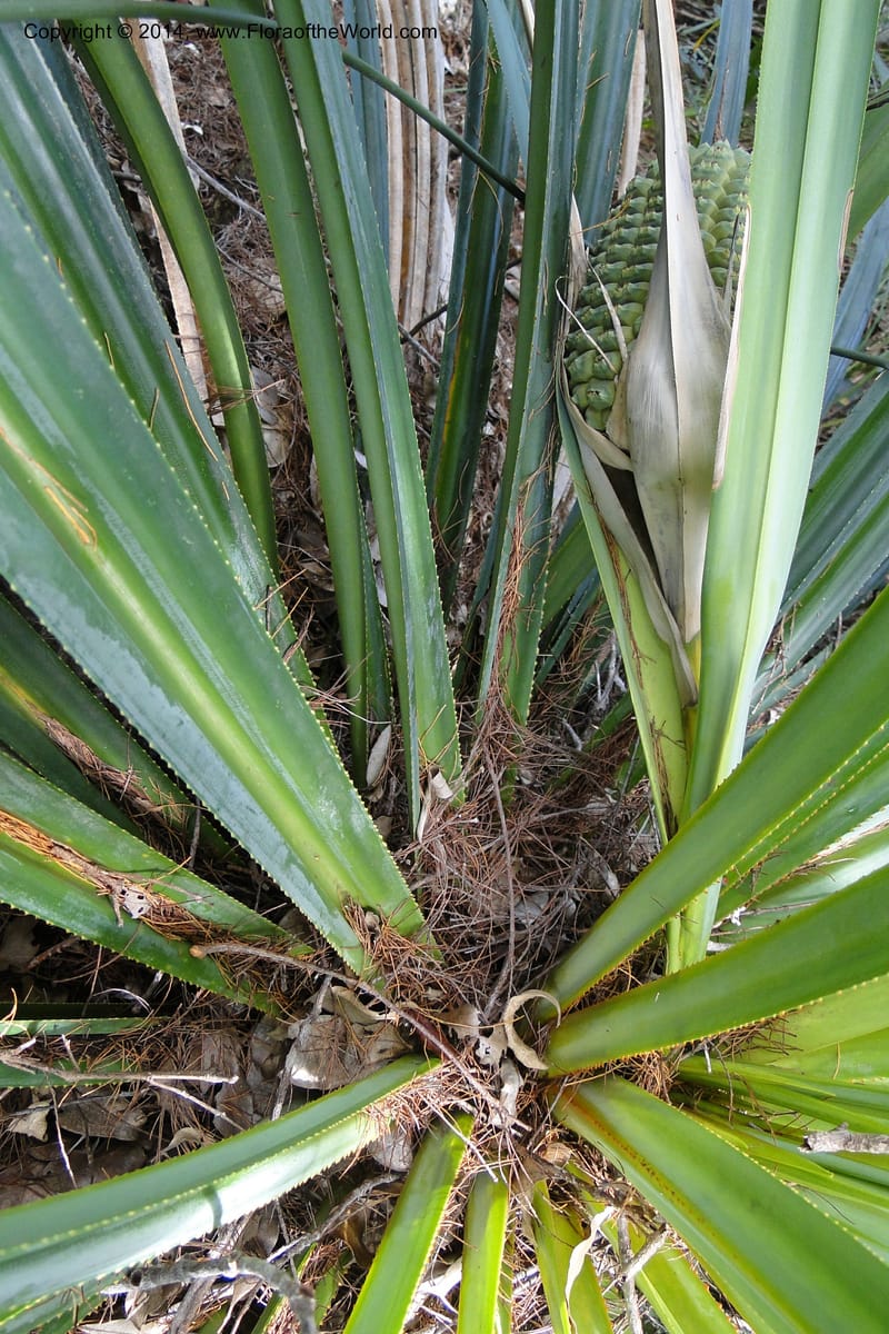 Pandanus decumbens, M. Callmander 978--New Caledonia. Mine St. Louis Boulinda. 18 Feb 2011. 052 (11).jpg