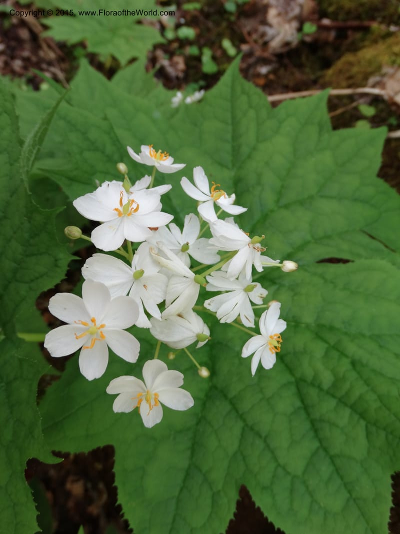 Diphylleia cymosa, Davidson, C 12981--North Carolina. Clay Co. Perry Gap Rd, Barnard's Cr. 13 May 2015. DSC04860 (5).JPG