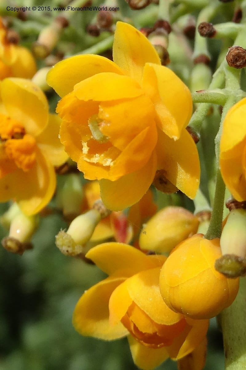 Berberis jamesonii, Ulloa, C 2504--Ecuador. Antesana. Lga. Sta. Lucia. 24 Apr 2015. DSC02778 (145).JPG