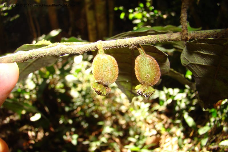 Trymatococcus, Vasquez 34817--Peru. Loreto. Dist. Nauta. Miraflores, Rio Tigre. 10 Nov 08. 850 (17).jpg