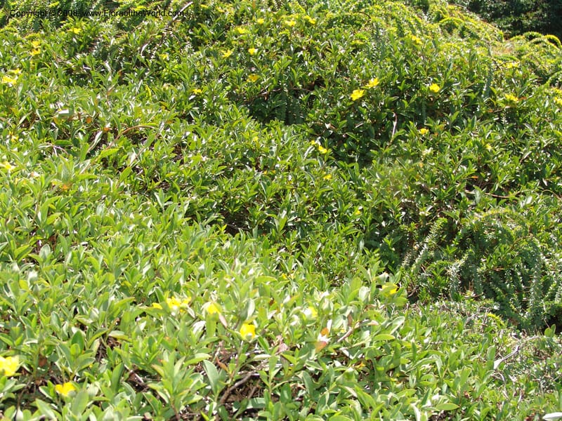Hibbertia scandens, 77.74--CA. UC Santa Cruz Arboretum.  1 Jul 06. 137.jpg