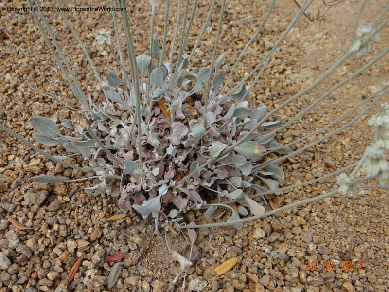 Eriogonum strictum var. proliferum, Davidson, C 12096--USA, Owyhee County, Idaho, 20 Aug 2012  3018 (9).JPG