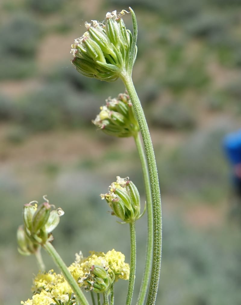 Lomatium simplex, C. Davidson 13563--ID. Blaine Co. Rock Creek Preserve. TNC. 14 May 2017. DSC00477 (90).JPG