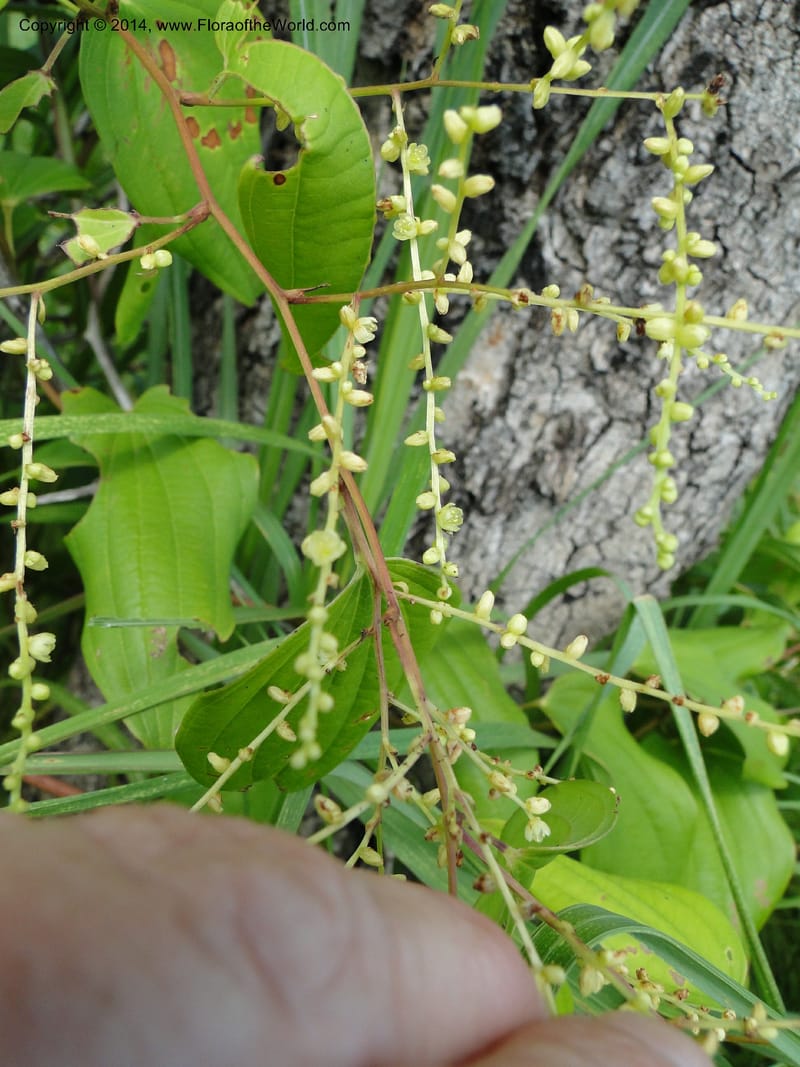 Dioscorea, Stevens,  W. D 31168, Garay Cue, 19 Mar 2011 2366 (3).JPG