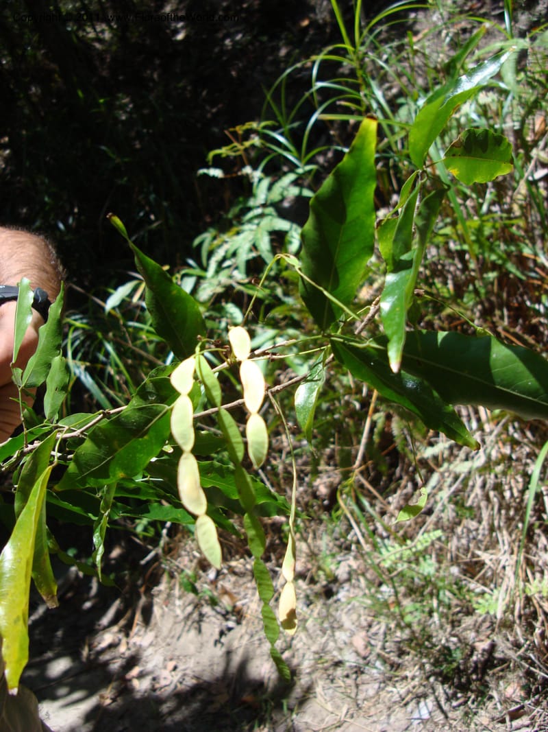 Arthroclianthus, Labat, J. N 3918--New Caledonia, Prov N, Les Trois Creeks,  13 Nov 2007, 001 (2).jpg