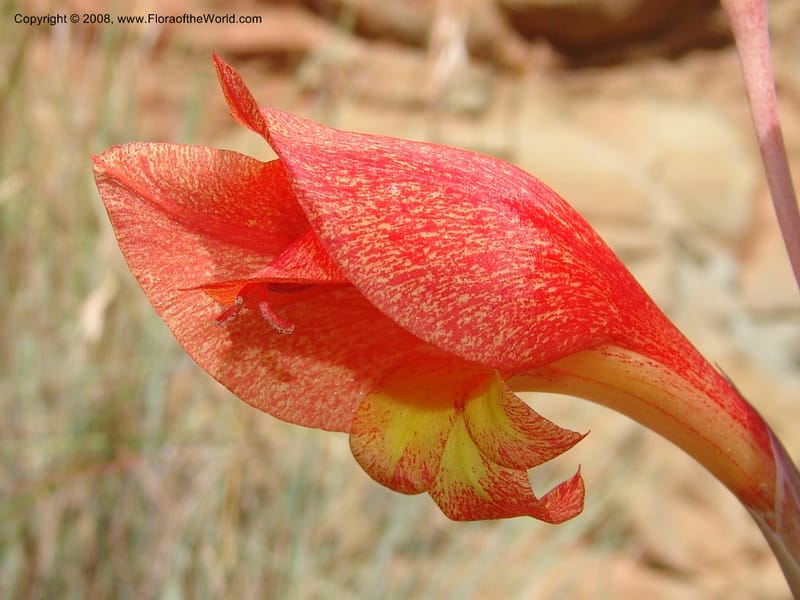 Gladiolus dalenii--So.Africa. E. Cape. R58 SE of Lady Grey. 10 Mch 05. 070.jpg