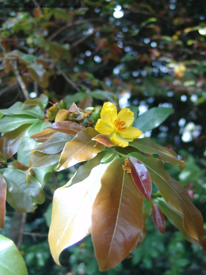 Ochna holstii--Kenya. Limuru.  Barry Cameron's Garden. 12 Jul 04. 014.jpg
