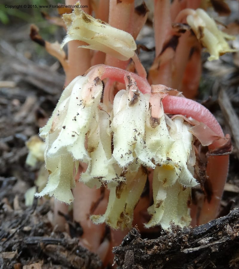 Monotropa hypopitys, Davidson, C 12626--ID. Idaho Co. S of Steamboat Summit. 5 Aug 2014. DSC00156 (152).JPG