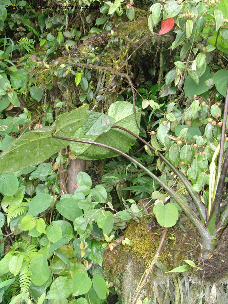 Xanthosoma purpureomaculatum, Croat93544--Ecuador. Prov. Napo. 47.2 km E of Baeza. 18 Aug 04. 035.jpg