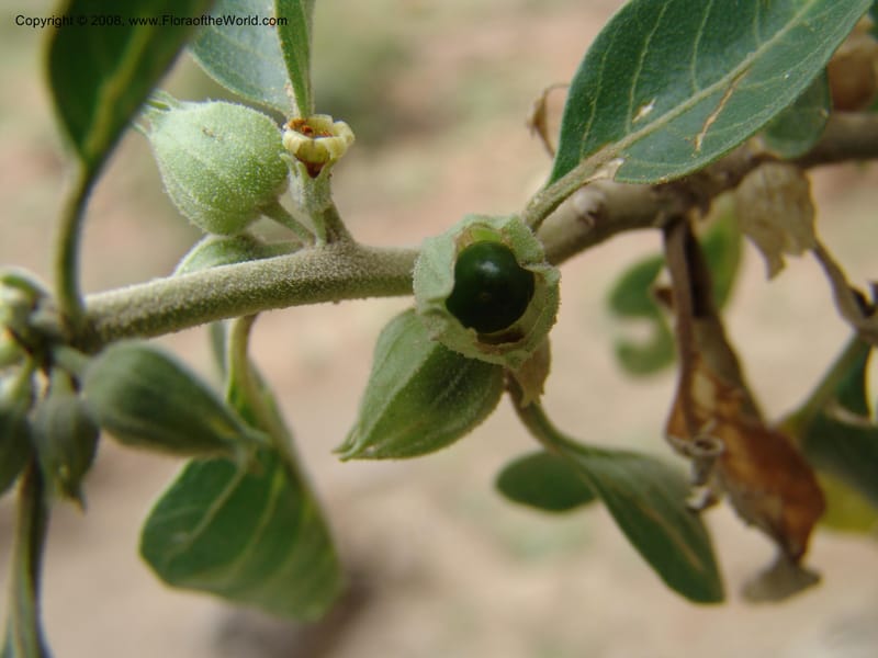 Withania somnifera--Ethiopia. Ziway Rd. 8 km S of Modjo Jct. 14 Jul 04. 060.jpg