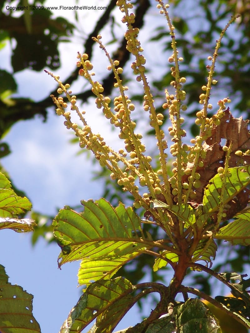 Clethra, Croat94765--Ecuador. Prov. Carchi. El Chical, twd El Carmen. 17 Feb 05. 031.jpg