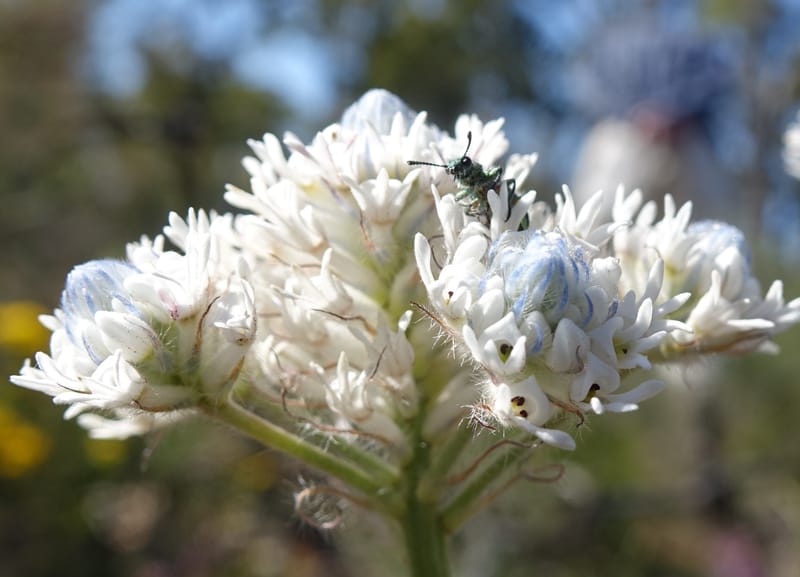 Isopogon dubius, C. Davidson 13384--Australia. W.A. Flora Rd. 22 Oct 2016. DSC03739 (187).JPG