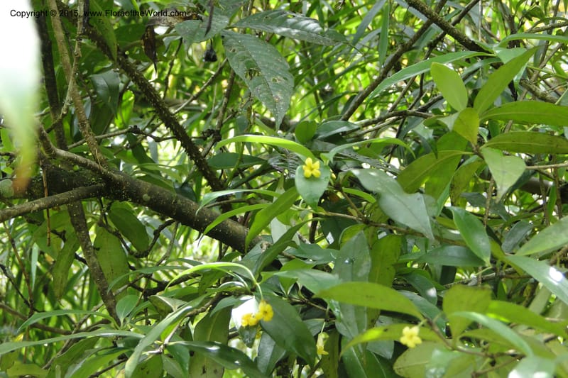 Pittosporum, Regalado 1773--Viet Nam. Ban Khoang Commune. 4 May 2011. 095 (6).jpg