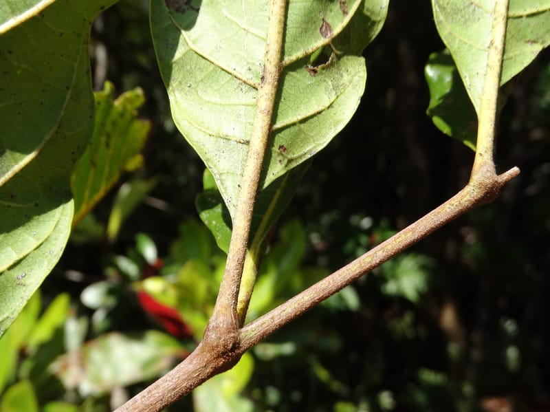 Cupaniopsis, Munzinger, J 7412--New Caledonia. Mont Dzumac. 12 Nov 2015. DSC01563 (398).JPG