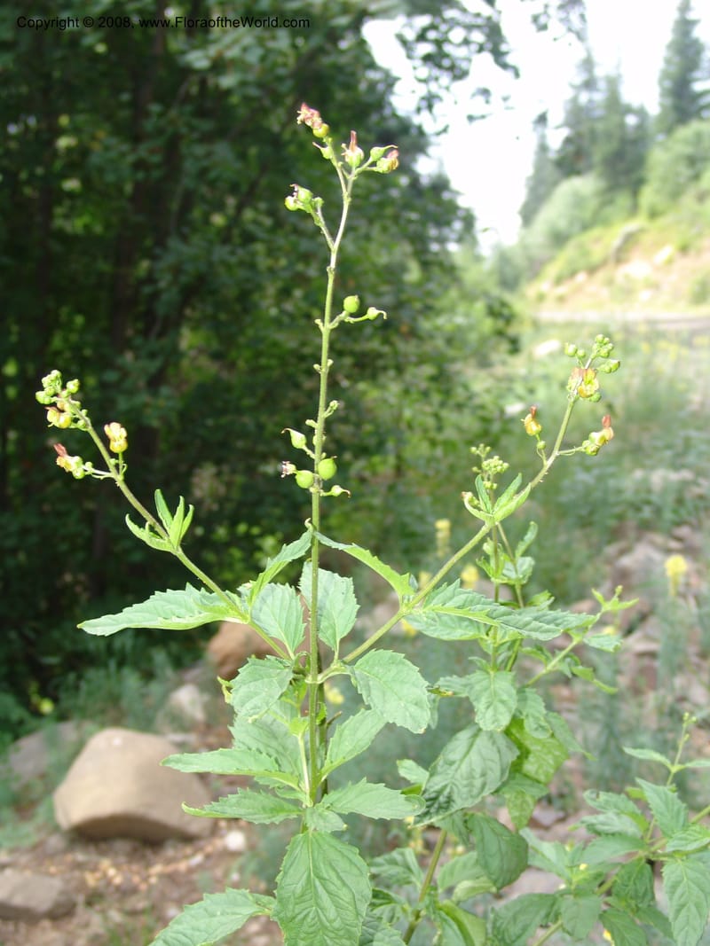 Scrophularia lanceolata, CDavidson11115--ID. Adams Co. For. Serv. Rd. 453, to Goose Lk. 20 Jul 07. 152.jpg
