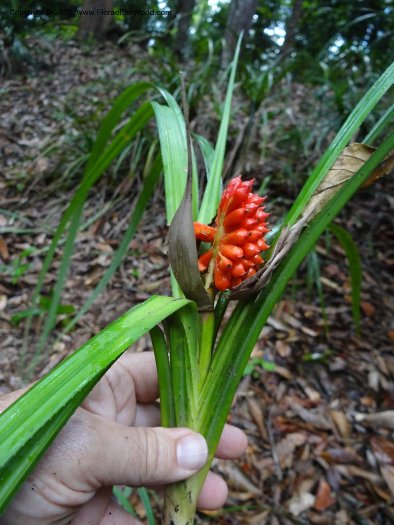 Pandanus platystigma, Callmander 1001--Sarawak.. Bot. Res. Center, Semengoh. 26 Mar 2012. DSC05403 (31).JPG