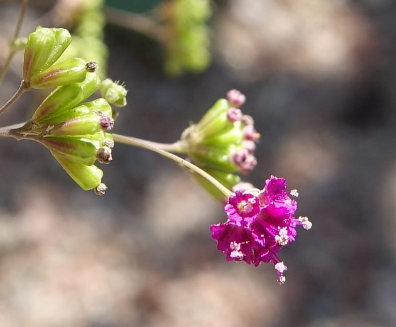 Boerhavia diffusa var. leiocarpa, Fortunato 13150--Argentina. S. of San Augustin. Las Bretes. 8 Feb 2018. DSC09370 (201).JPG