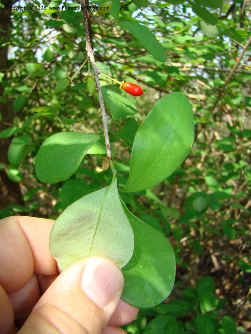 Erythroxylum havanense--Costa Rica. Guanac. Palo Verde Biol. Sta. 6-7 Apr 08. 056.jpg