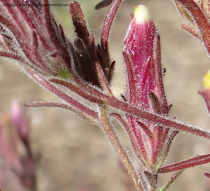 Cordylanthus capitatus, Davidson, C 12234--ID. Ada County. Idaho Bird Observ. Lucky Peak. 16 Sep 2013. DSC07497 (7).JPG