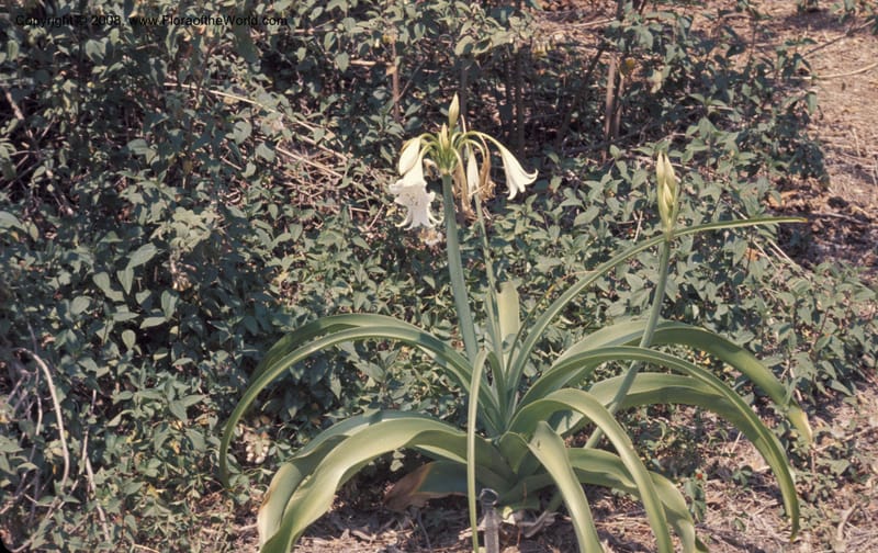 Crinum--CA. Los Angeles State & Co. Arboretum. May 1976. 001.jpg