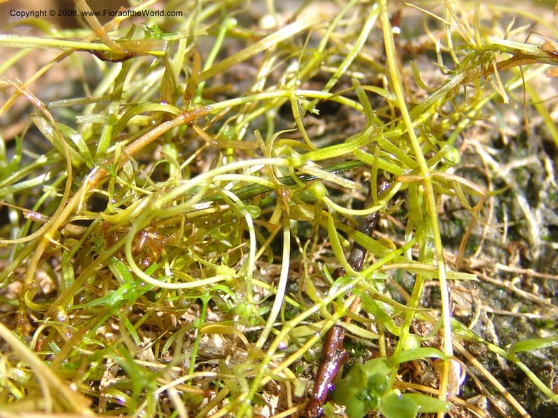Callitriche heterophylla Pursh, CDavidson11094--ID. Idaho Co. Dredge ponds W of Warren. 8 Jul 07. 010.jpg