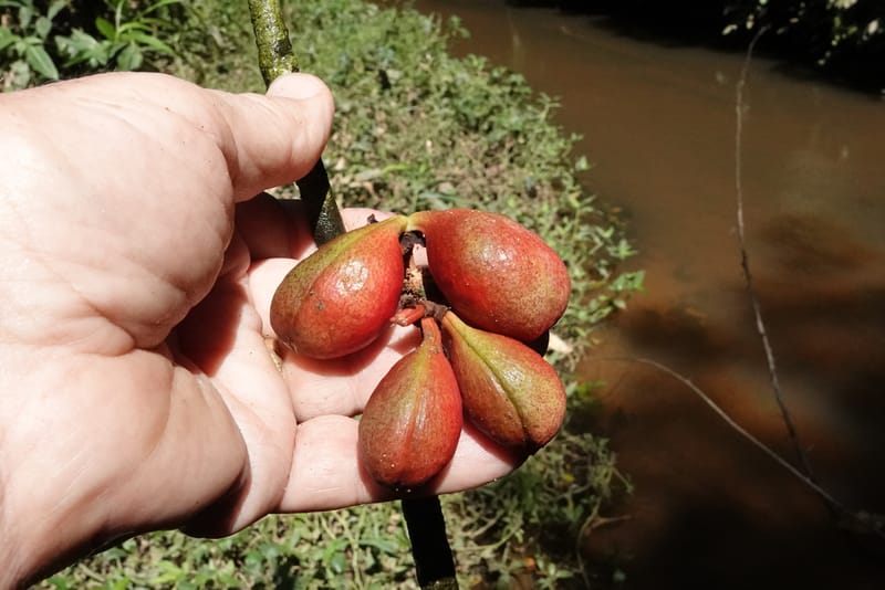 Cola cauliflora, C. Davidson 13947--Gabon. Maurel & Prom rd. Afternoon. 2 Nov. 2018. DSC01682 (233).JPG