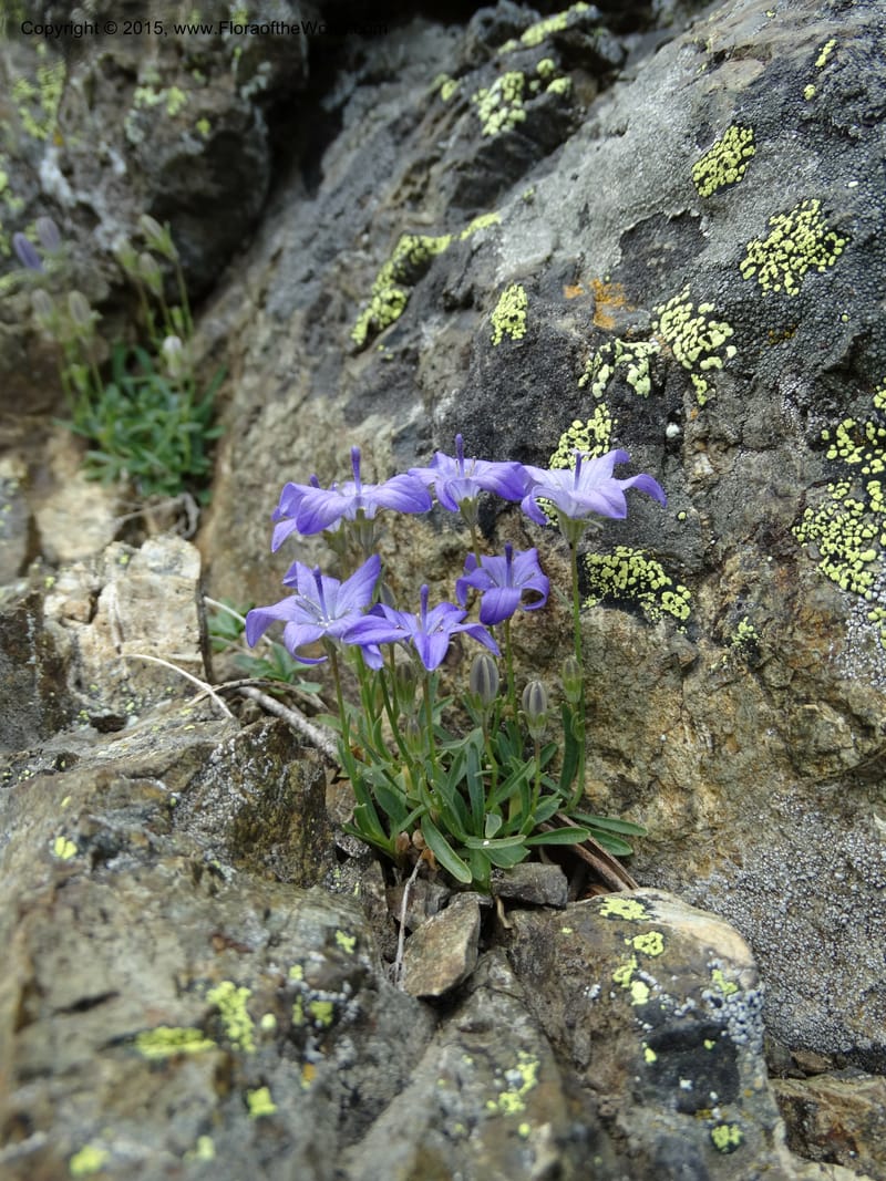Campanula, Davidson, C 12592B--ID. Idaho Co. Seven Devils Camp Ground. 15 Jul 2014. DSC00113 (164).JPG