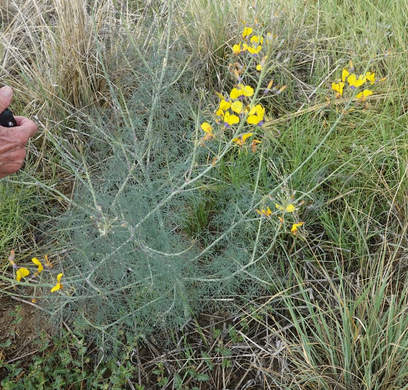 Cleome angustifolia subsp. diandra, L. Nanyeni 1140--Namibia. Avis Dam. 15 Mar 2018. DSC00541 (20).JPG