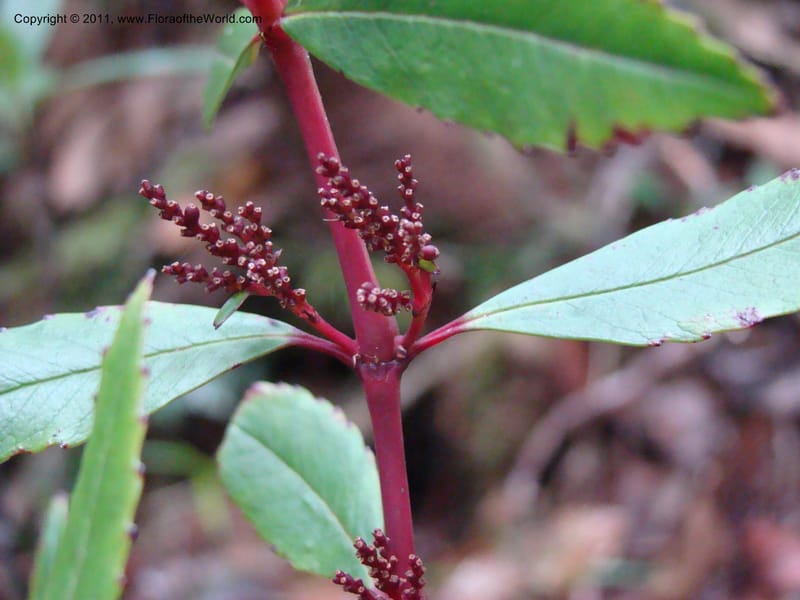 Ascarina rubricaulis,  Munzinger, J 4846--New Caledonia, Dogny, 19 Nov 2007, 050 (6).jpg