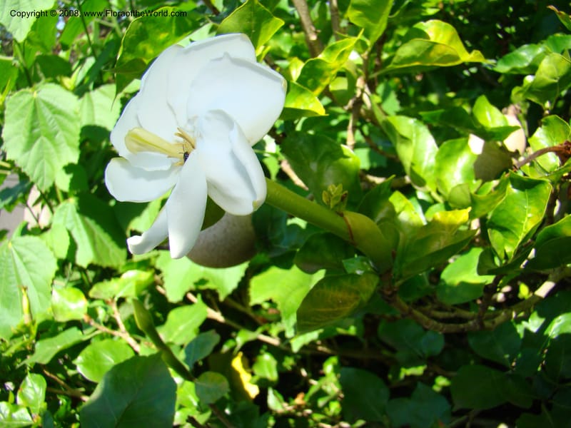 Gardenia thunbergia--Australia. Royal Botanic Garden, Melbourne. 19-20 Mch 08. 186.jpg