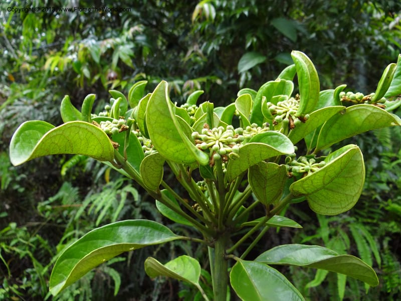 Aralia, SAN.153245--Malaysia, Sabah. Tawai For. Res. 9 Apr 2012. DSC07890 (76).JPG