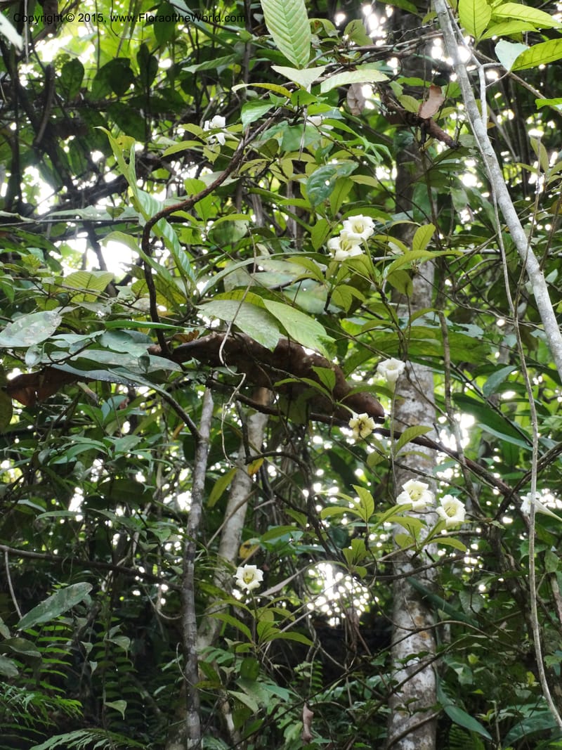 Euclinia longiflora, Davidson, C 12348--Cameroon. Ekondo Titi to Ekondo Nene. 21 Mar 2014. DSC02995 (52).JPG