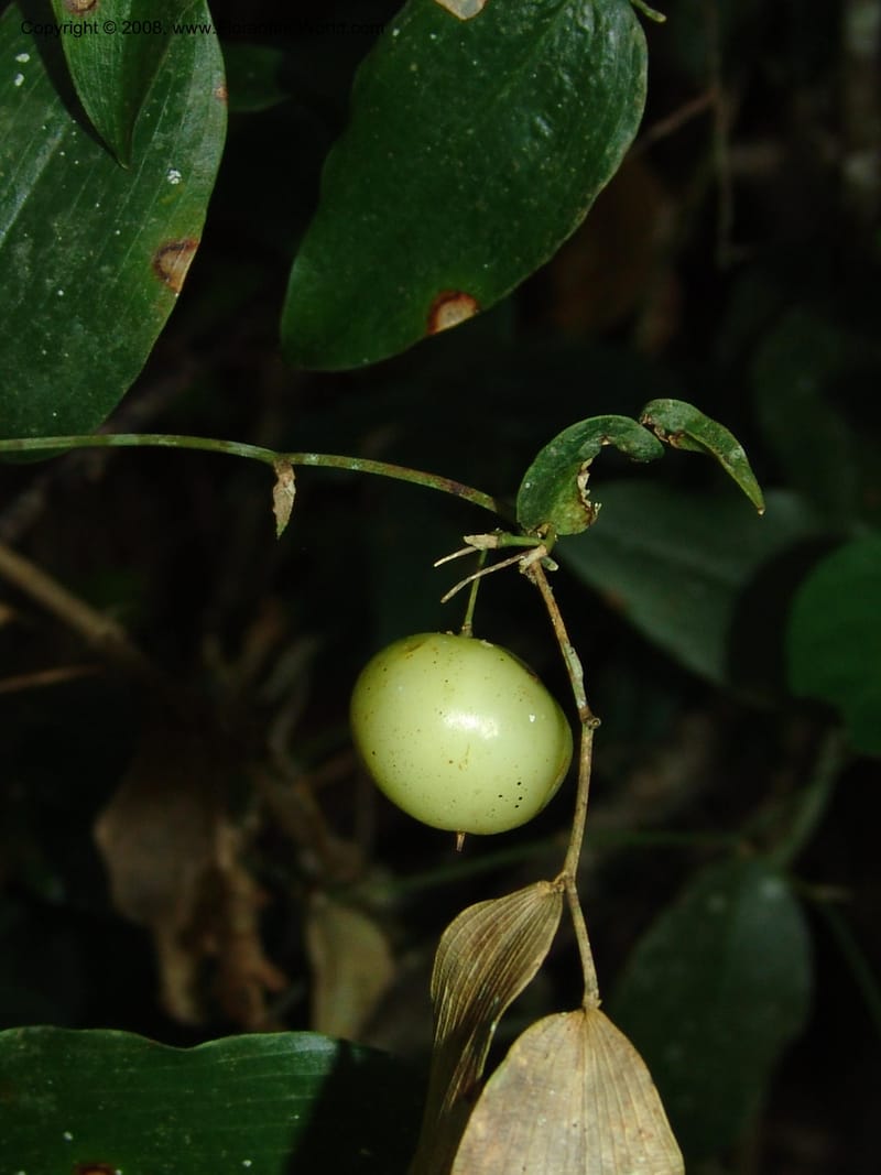 Behnia reticulata--So.Africa. E. Cape. Maitland Nat.Res. 5 Mch 05. 032.jpg