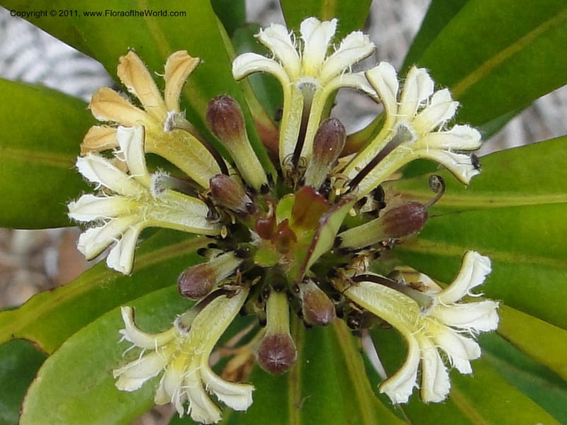 Scaevola , M. Callmander 795--New Caledonia. Mont Dore. 20 Jan 2010.1816.JPG