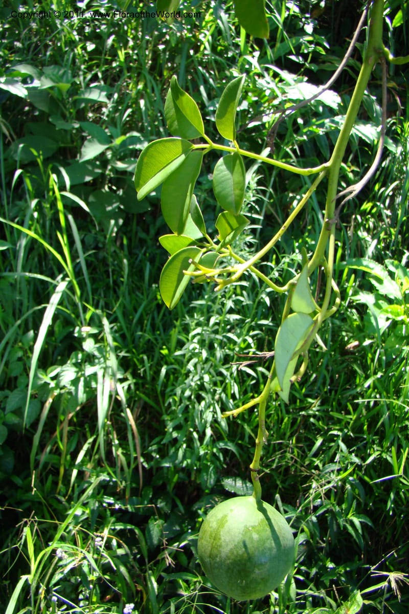 Deidamia, Rogers 1213--Madagascar. Prov. Fianarantsoa. Ifanadiana. 12 Jan 09. 106.jpg