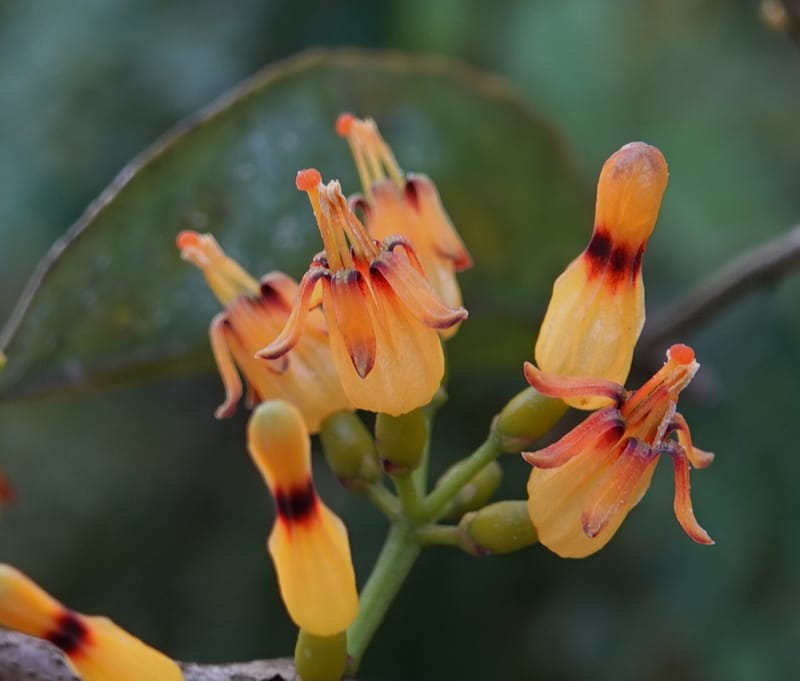 Macrosolen cochinchinensis, D. Boufford 44099--China. Yunnan. Lao jun Shan. 30 Apr 2018. DSC00424 (643).JPG