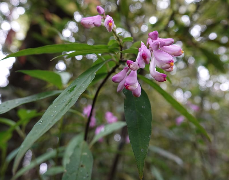 Polygala karensium, D. Boufford 44124--China. Yunnan. Da Wei Shan. 2 May 2018. DSC01093 (26).JPG