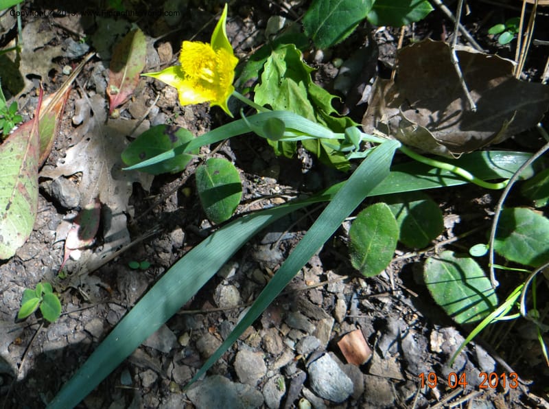 Calochortus monophyllus, Davidson, C 12134--USA, California, Nevada Co. 19 Apr 2013  0150 (2).JPG