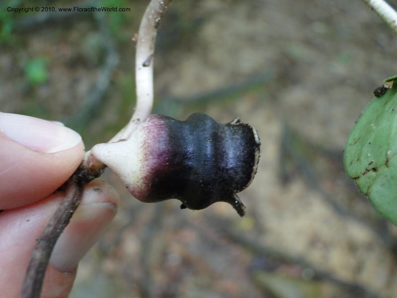 Hexastylis arifolium, Mori, S 27431, USA, North Carolina, Durham County, Duke Forest, Gate 26 New Hope Drainage, 24 May 2010 (5).JPG