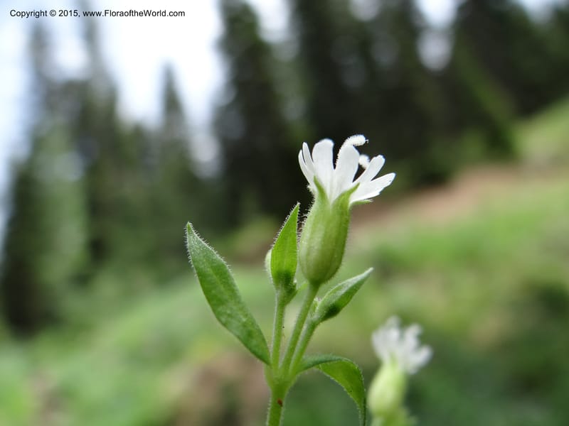 Cerastium, Mansfield, D 12-622--ID. Bear Lake Co. Mt. Sherman. 13 Jul 2012. DSC03601 (23).JPG