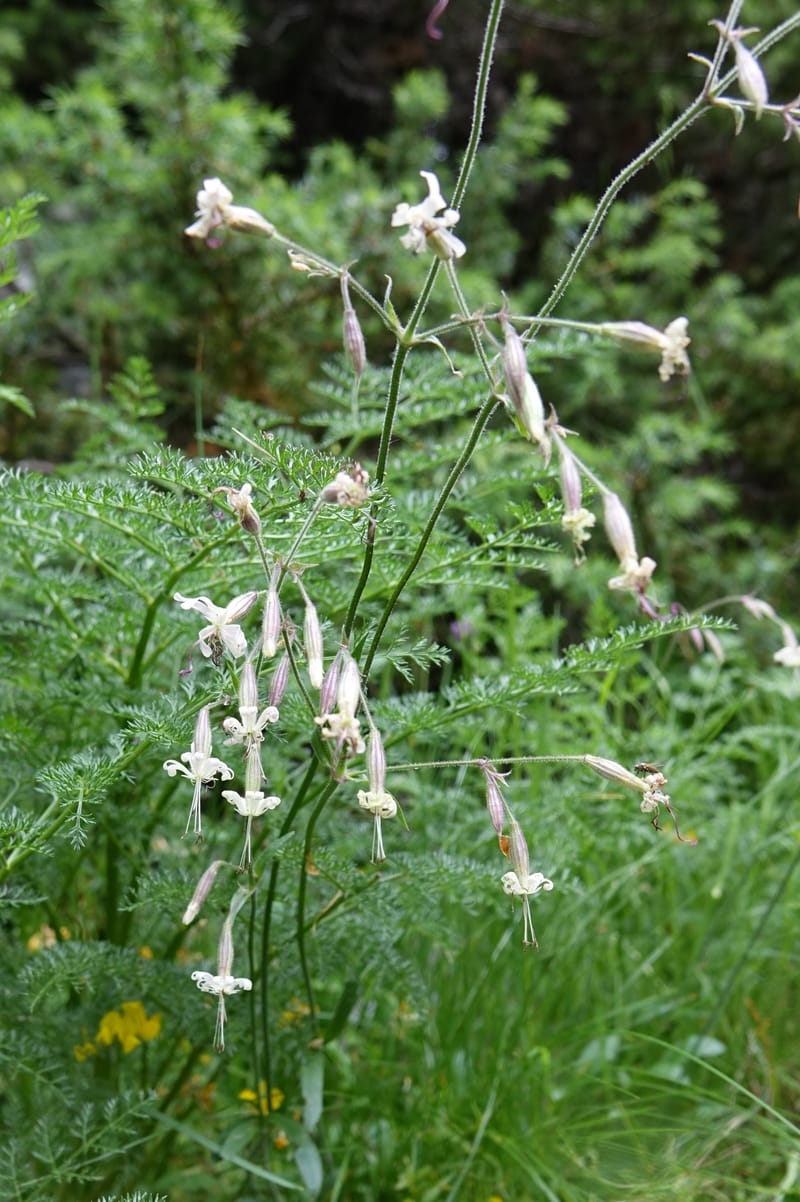 Silene nutans subsp. nutans,  Davidson, C 13266--Switzerland. Oberwald. Chapel St. Nikolas. 2 Jul 2016. DSC07728 (788).JPG