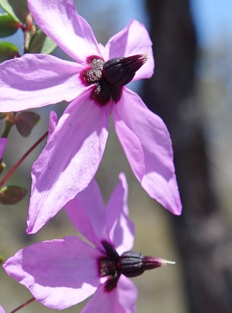 Tetratheca hirsuta subsp. viminea, Davidson, C 13375--Australia. W.A. Koondoola Bushland. 22 Oct 2016. DSC03457 (152).JPG