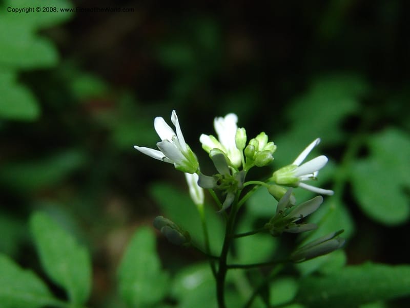 Cardamine pectinata--Georgia. Bakuriani Botanical Garden. Forest. 7 Jun 05. 060.jpg